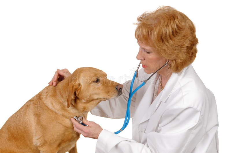 Vet checking dog