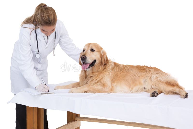 Vet checking a labrador stock photo. Image of expertise 57367938