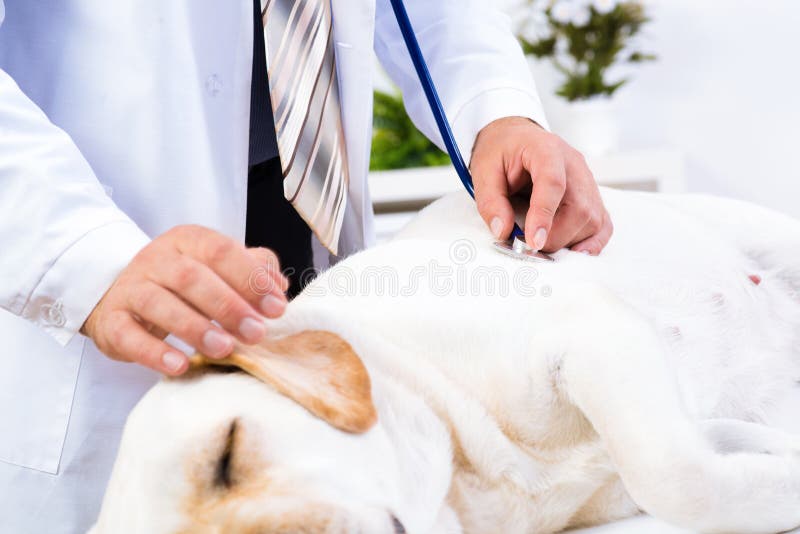 Vet Checks the Health of a Dog Stock Photo Image of check, checkup