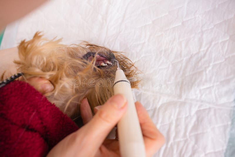 Vet Cleaning Teeth of a Dog with a Brush. Stock Photo Image of dentist, hand 235310314