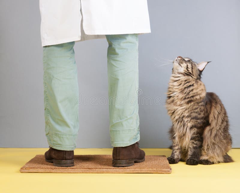 Vet coming home stock photos Vet coming home stock photos
