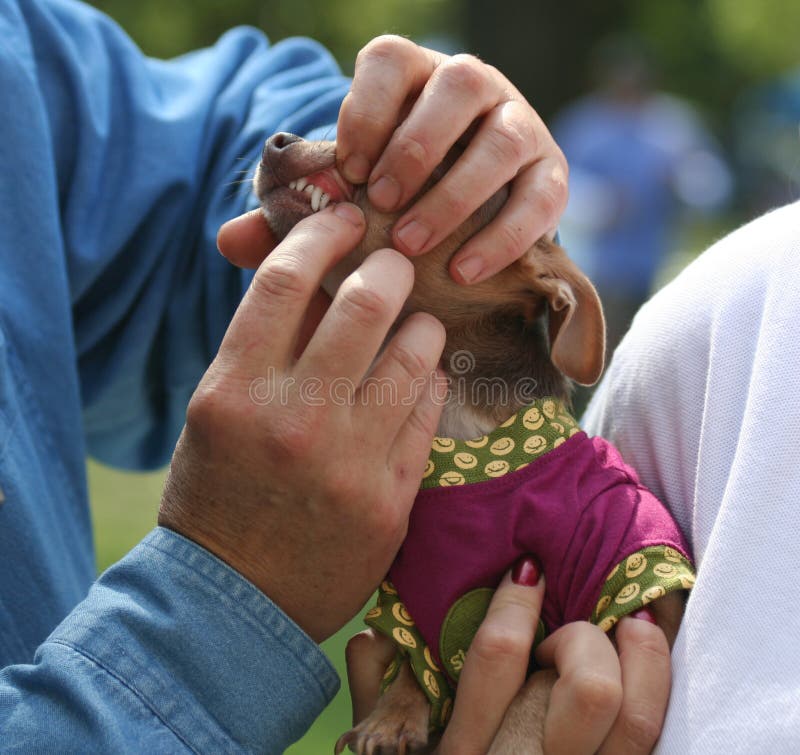 Veterinario indagine denti sul esterno animale domestico.