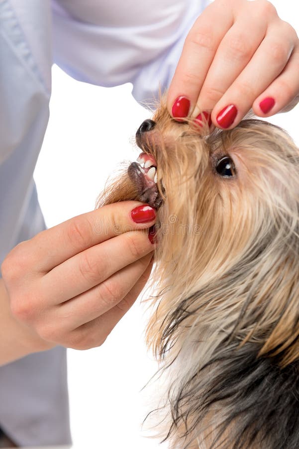 Vet Dentist Examining Dog S Teeth Stock Photo Image of patient