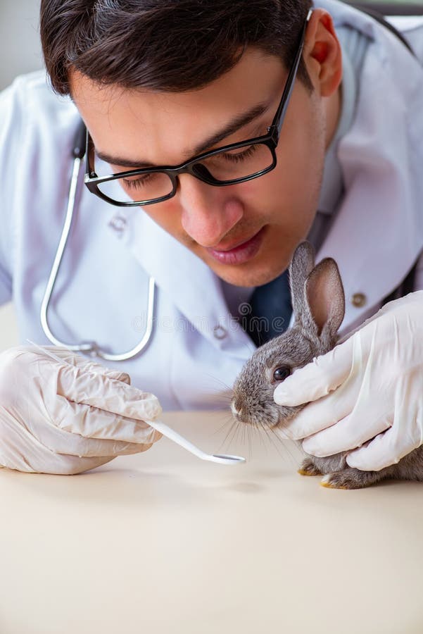 The Vet Doctor Checking Up Rabbit in His Clinic Stock Photo Image of