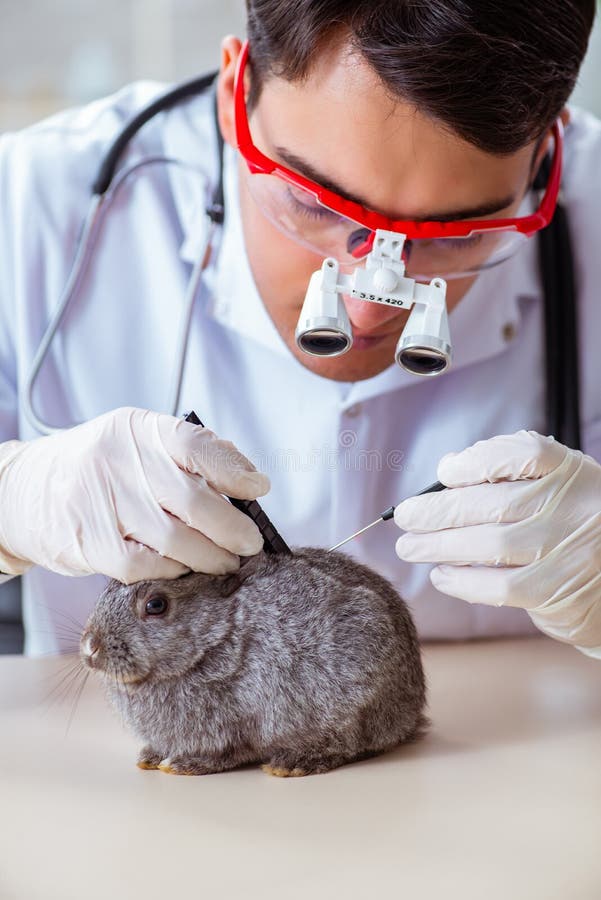 The Vet Doctor Checking Up Rabbit in His Clinic Stock Photo Image of