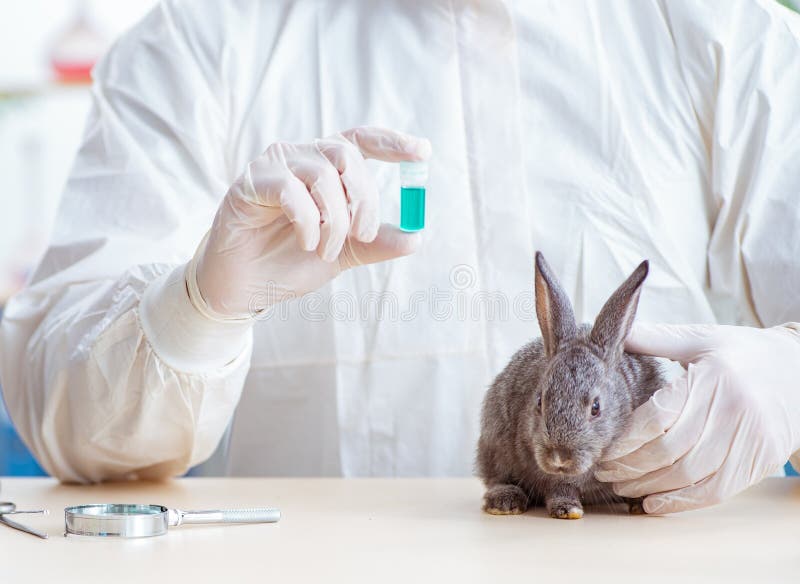 Vet Doctor Checking Up Rabbit in His Clinic Stock Photo Image of