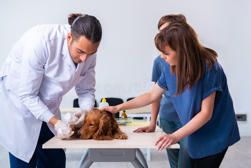 Ветеринар держит на руках собаку. Ветеринар экзамены