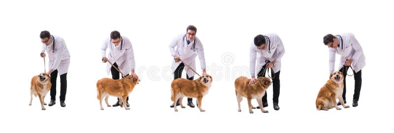 The vet doctor examining golden retriever dog isolated on white stock photos The vet doctor examining golden retriever dog isolated on white stock photos