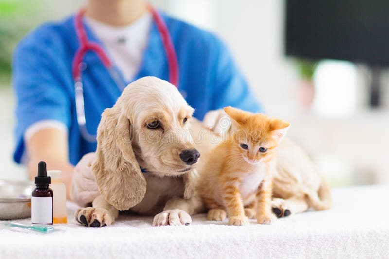 Vet examining dog and cat. Puppy and kitten at veterinarian doctor. Animal clinic. Pet check up and vaccination. Health care for dogs and cats. Vet examining dog and cat. Puppy and kitten at veterinarian doctor. Animal clinic. Pet check up and vaccination. Health care for dogs and cats