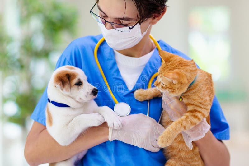 Vet With Dog And Cat. Puppy And Kitten At Doctor Stock Photo Image of
