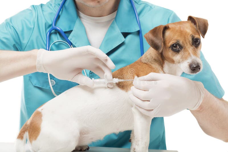 Lindo blanco pequeno el perro obtendrá extrano jeringuilla veterano obligatorio mascotas en veterinario clínica.