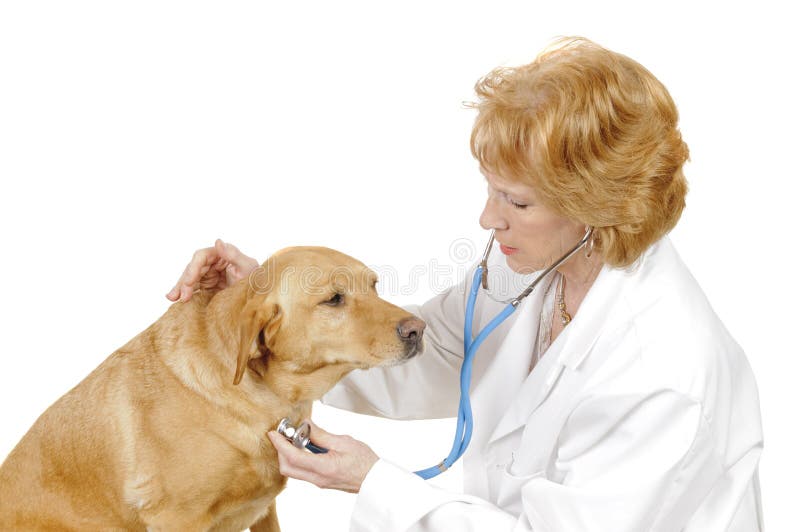 Vet with dog