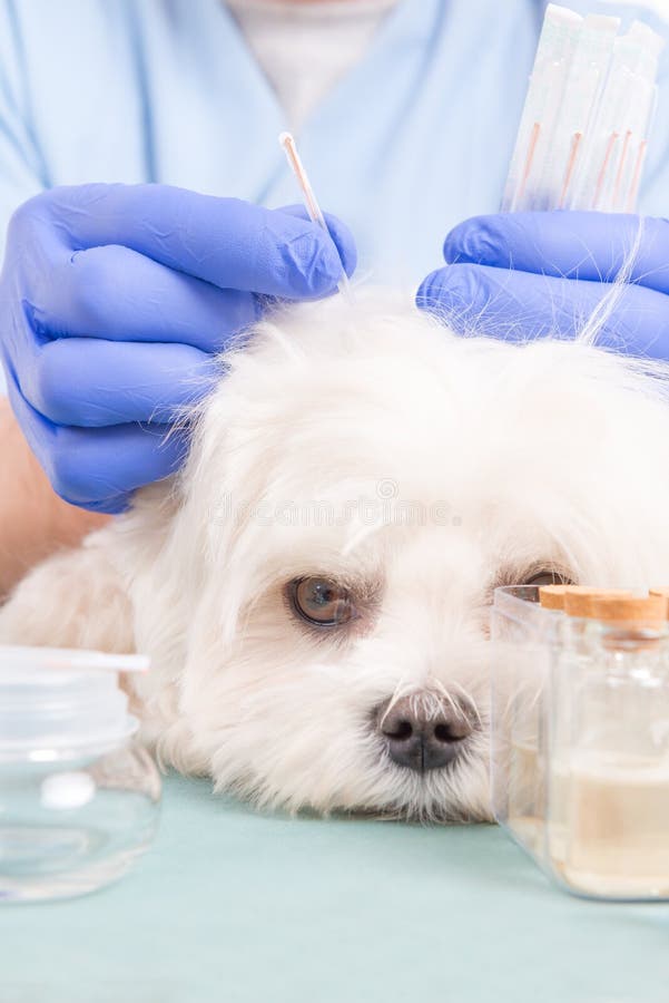 Vet Doing Acupuncture Treatment Stock Photo Image of medicine, object