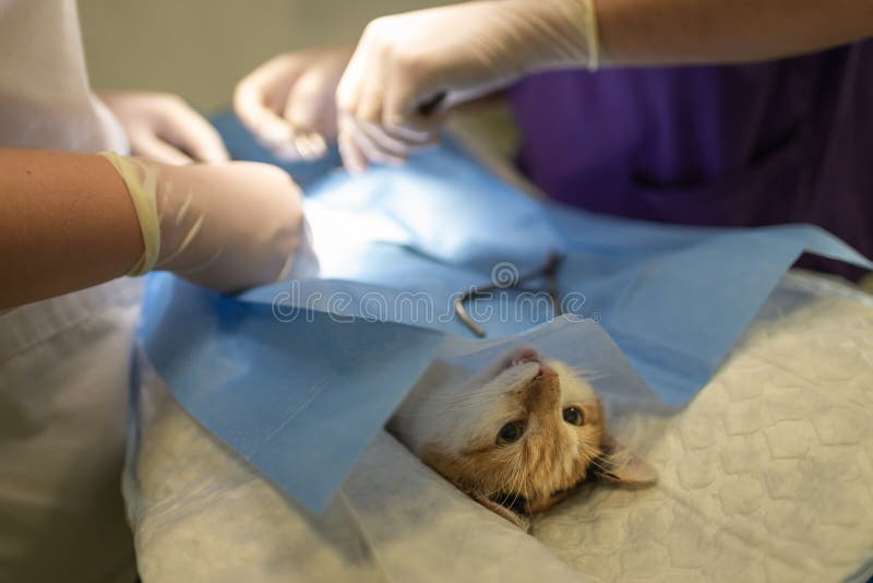 Vet Doing the Operation for Sterilization. the Cat on the Operating