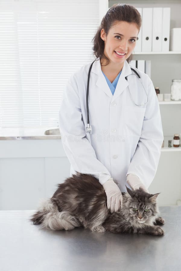 Vet examining a beautiful maine coon royalty free stock photography Vet examining a beautiful maine coon royalty free stock photography