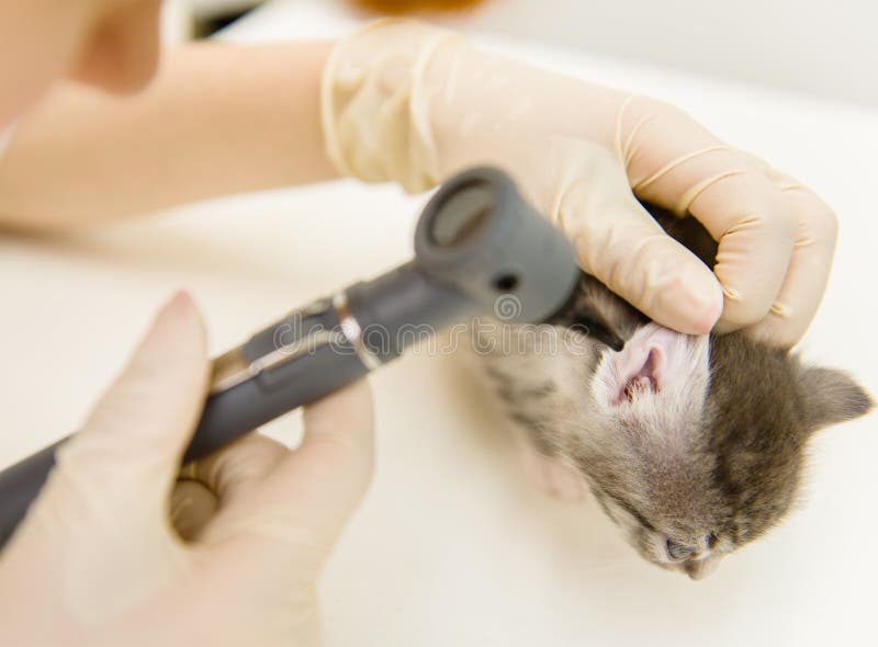 Vet Examining a Cat S Ear with an Otoscope Stock Photo Image of