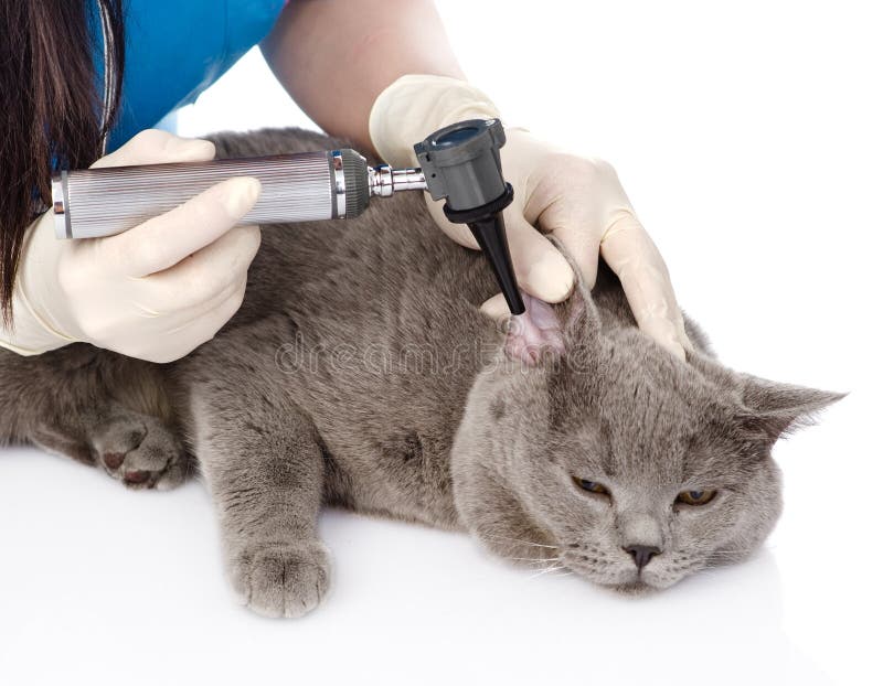 Vet Examining a Cat S Ear with an Otoscope. Stock Image Image of