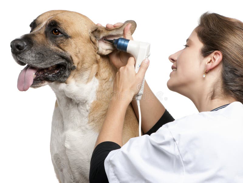 Veterano investigación híbrido el perro, oreja otoscopios antes blanco.