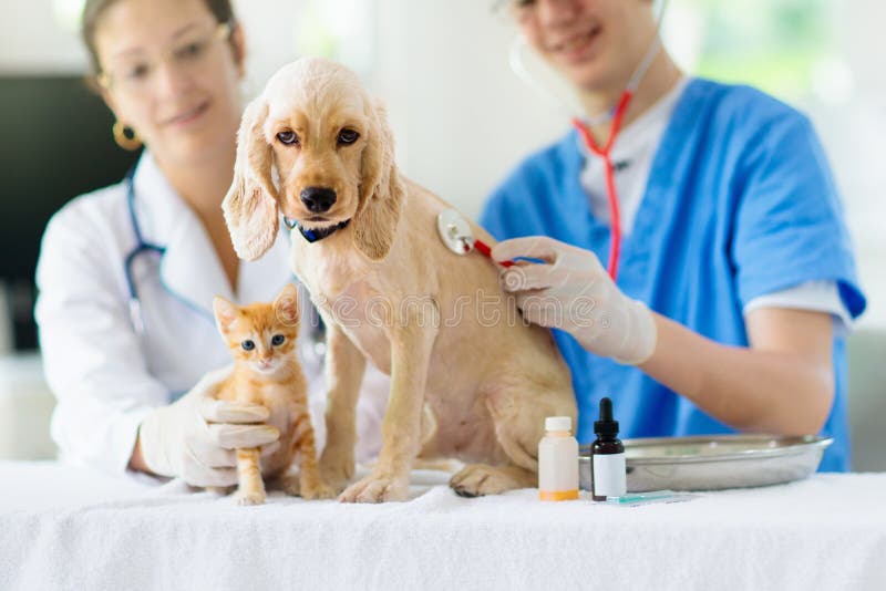 cat and dog doctor