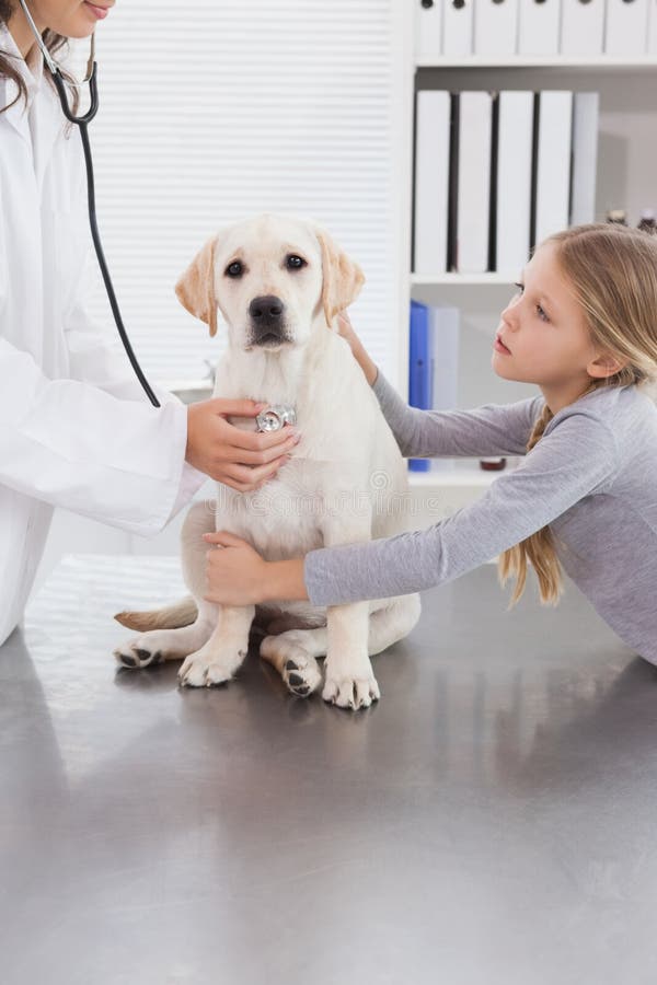 Vet Examining a Dog with Stethoscope Stock Photo Image of female
