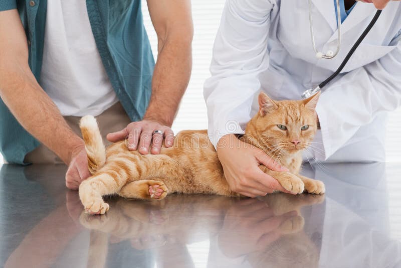 Vet Checks the Health of a Cat Stock Photo Image of health, person