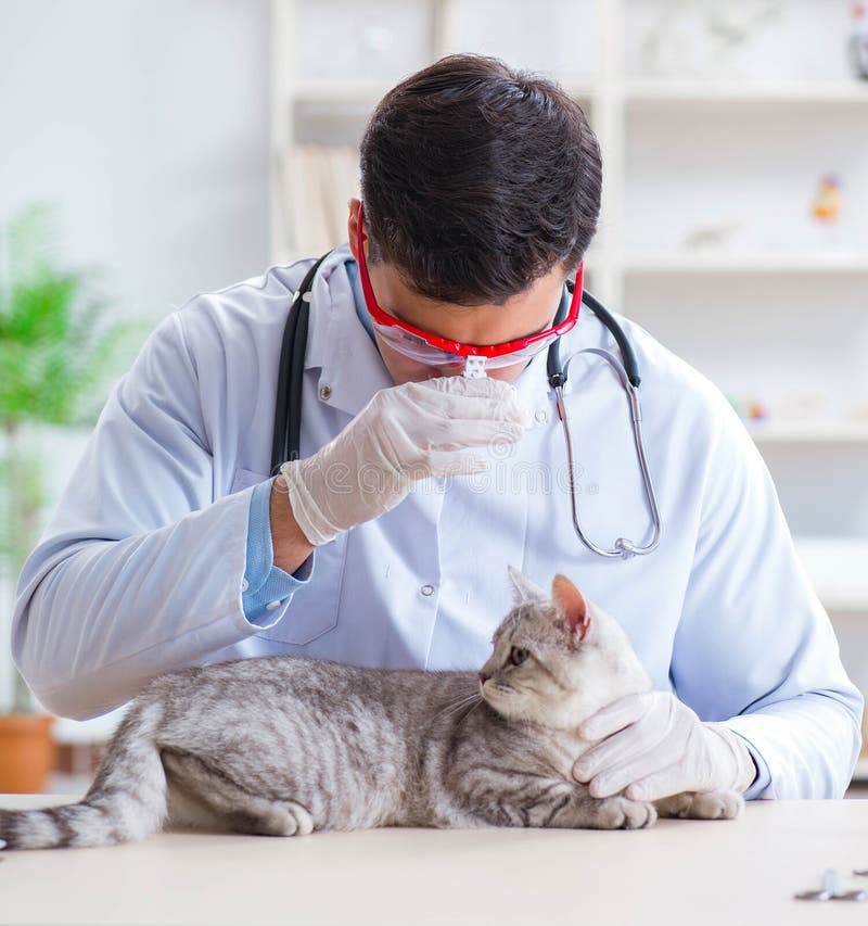 Vet Examining Sick Cat In Hospital Stock Photo Image Of Checkup