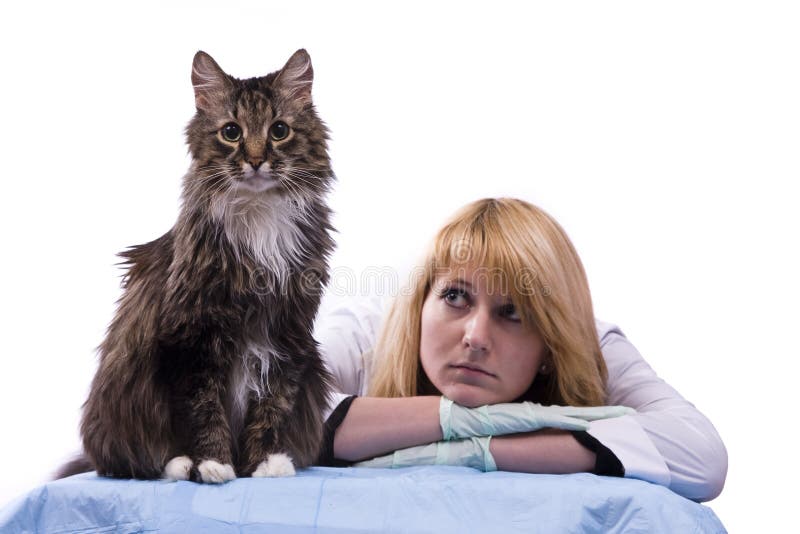 Vet feels sadness and look homeless cat stock photos Vet feels sadness and look homeless cat stock photos
