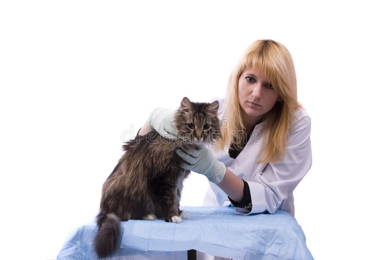 Vet have medical examination cat