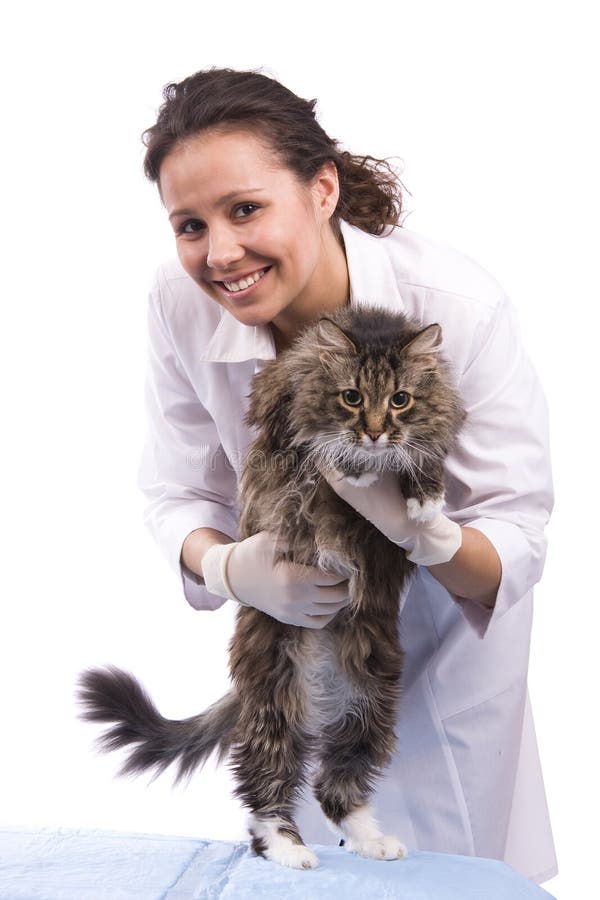 Vet have a medical examination a cat