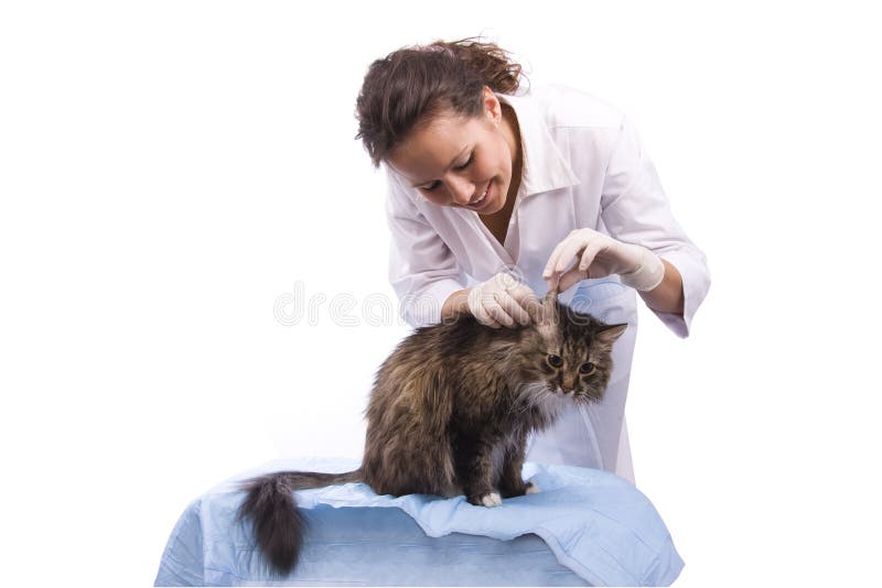 Vet Have a Medical Examination a Cat Stock Photo Image of female