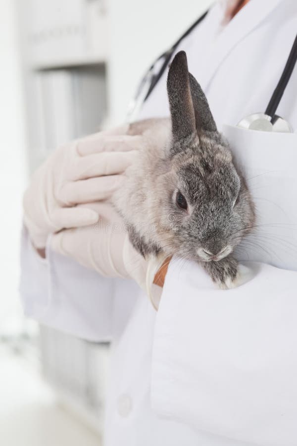 Vet holding a small rabbit stock image. Image of medical 57368123