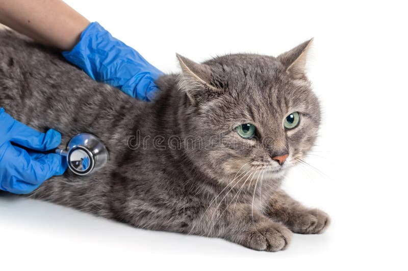 Vet Listening Fluffy Cat Using Stethoscope during Appointment in