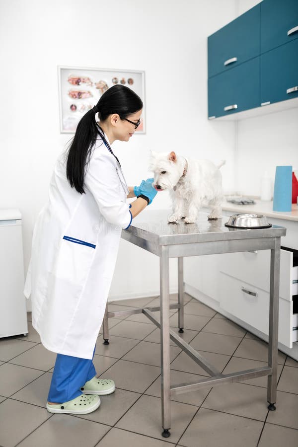 download dog vet near me download dog vet near me