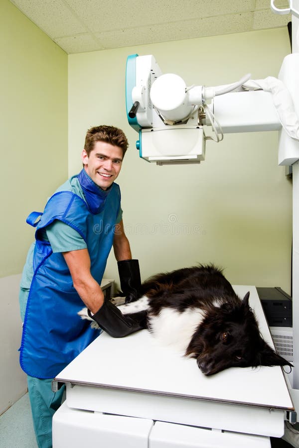Vet Xray stock image. Image of radiologist, veterinary 15957757