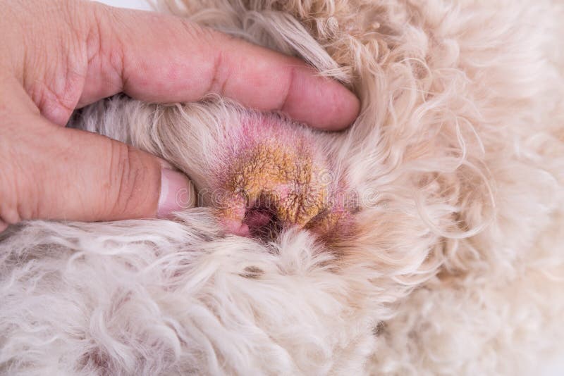 aural hematoma in dogs aural hematoma in dogs