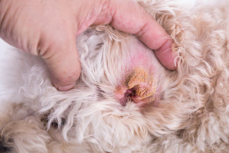 how much does dog ear hematoma surgery cost