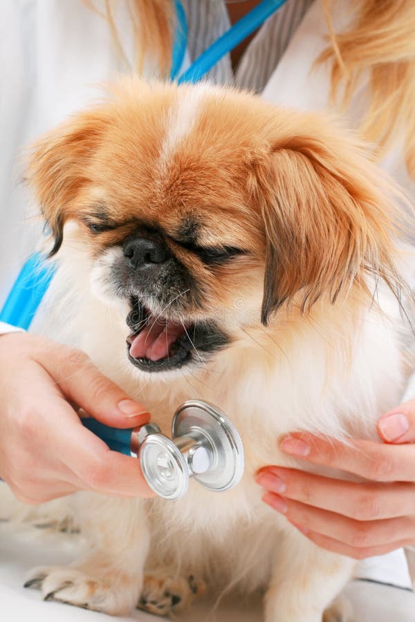 Vet and small dog. stock photo. Image of chin, healthy 17806022