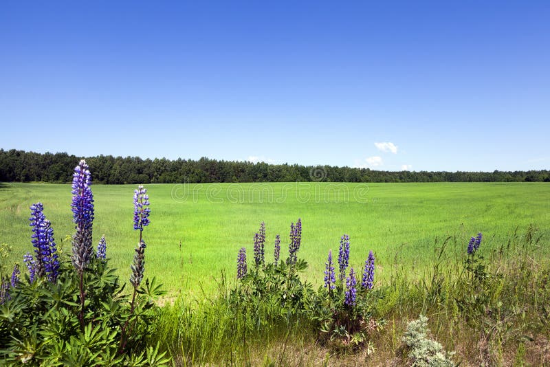 vete för sommar för dagfält varmt arkivbilder vete för sommar för dagfält varmt arkivbilder