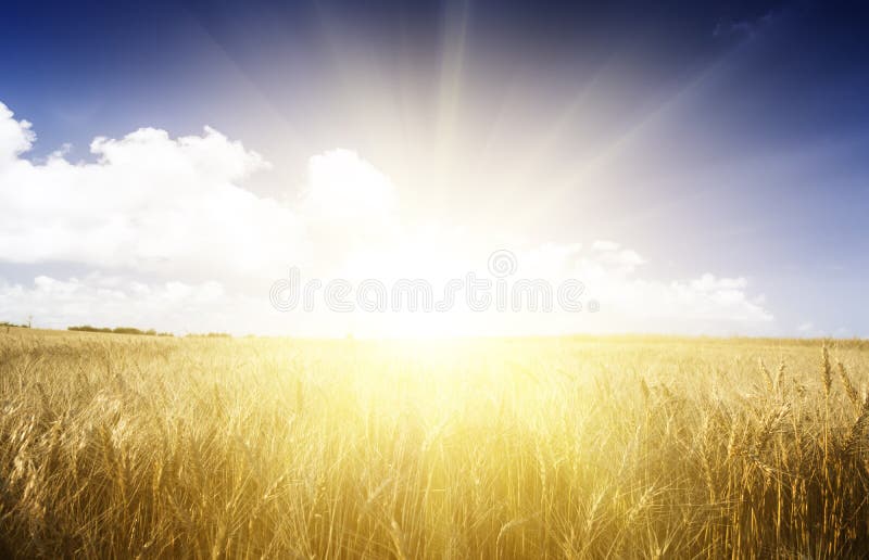 Wheat field on a Sunny day. Agriculture. Wheat field on a Sunny day. Agriculture.