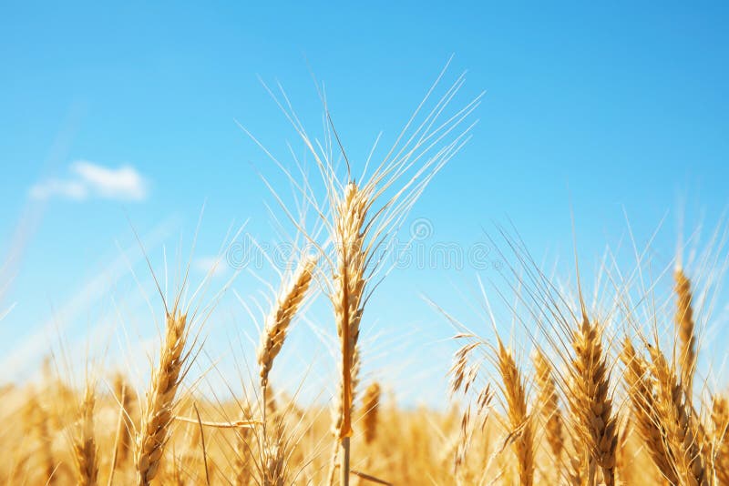 Wheat field on sunny day. Cereal farming. Wheat field on sunny day. Cereal farming