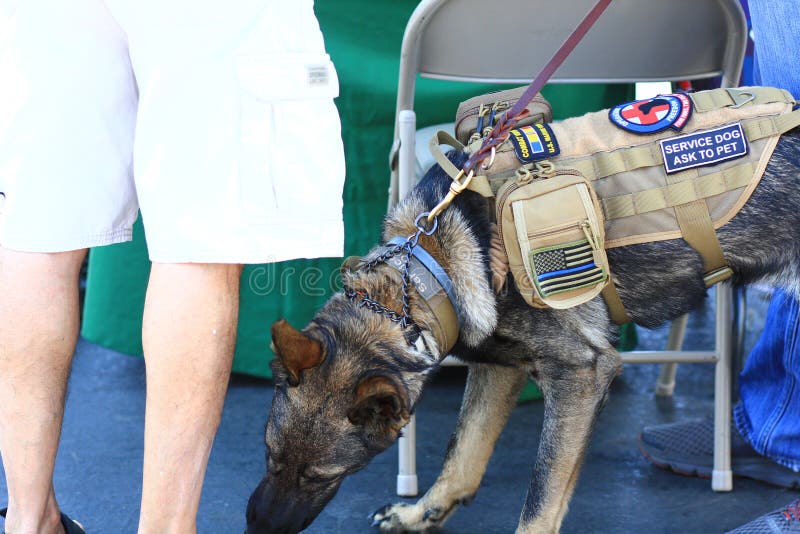 Veteran German Shepherd Service Dog stock image Veteran German Shepherd Service Dog stock image