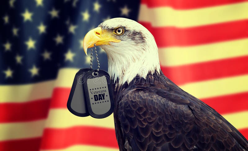 Veterans Day Concept. Bald Eagle holds a dog tags in his beak against a American Flag. Veterans Day Concept stock images