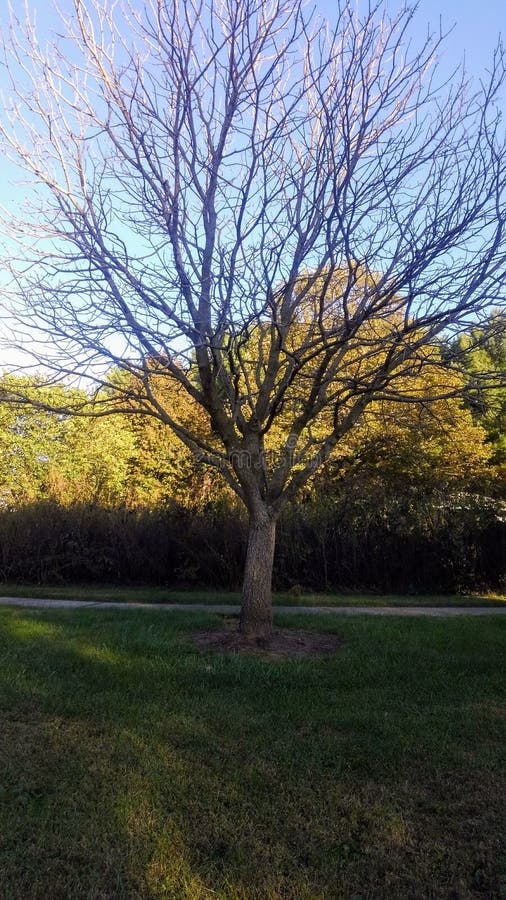 Veterans Memorial Tree Park Stock Photo Image of park, tree 165101166