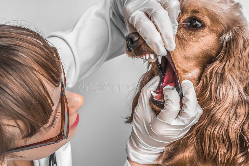 Veterin?ren kontrollerar t?nder till en hund royaltyfri bild Veterin?ren kontrollerar t?nder till en hund royaltyfri bild
