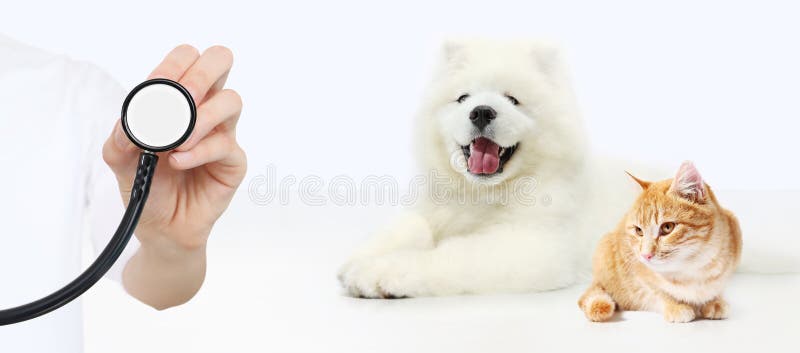 Veterinair zorgconcept hand met stethoscoop, hond en kattenisol stock fotografie Veterinair zorgconcept hand met stethoscoop, hond en kattenisol stock fotografie