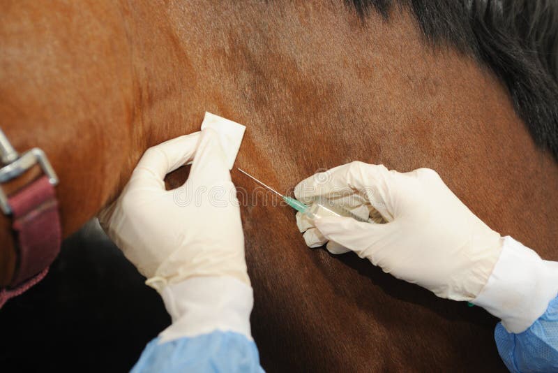 Veterinaire arts met paard