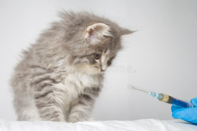 Veterinaire gevende injectie aan de pluizige Maine wasbeer van Grey Persian Little kitte bij dierenartskliniek De kat kijkt aan d royalty-vrije stock afbeeldingen Veterinaire gevende injectie aan de pluizige Maine wasbeer van Grey Persian Little kitte bij dierenartskliniek De kat kijkt aan d royalty-vrije stock afbeeldingen