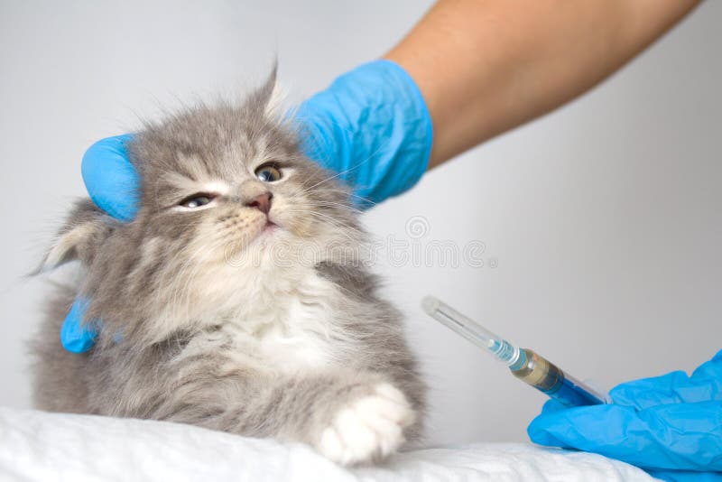 Veterinaire gevende injectie aan de pluizige Maine wasbeer van Grey Persian Little kitte bij dierenartskliniek De kat kijkt aan d stock afbeelding Veterinaire gevende injectie aan de pluizige Maine wasbeer van Grey Persian Little kitte bij dierenartskliniek De kat kijkt aan d stock afbeelding