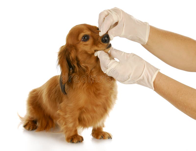 Veterinaire zorg stock afbeelding Veterinaire zorg stock afbeelding