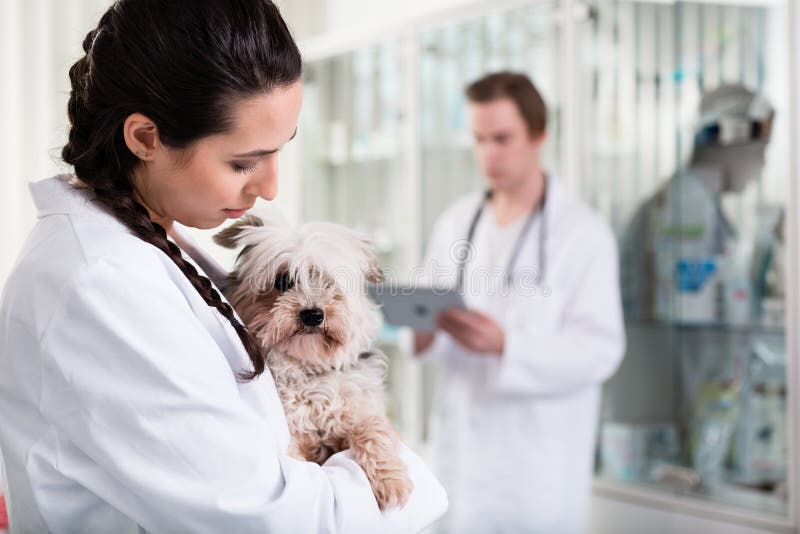 Veterinaria con cachorrito enfermo imágenes de archivo libres de regalías